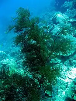 Antipathes dichotoma
