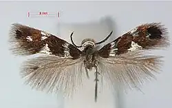 A moth with its wings spread. The forewings are brown with white markings, the hindwings are feather-like with no markings