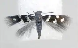 A moth with its wings spread. The forewings are dark brown with white markings, the hindwings are grey and feather-like with no markings