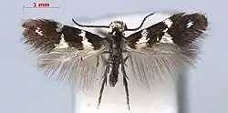 A moth with its wings spread. The forewings are dark brown with white markings, the hindwings are lighter in color and feather-like with no markings
