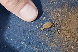 Larva extracted from sand pit