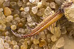 The bottom side of larval mandible with a visible maxilla for injecting venom