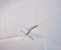 Antocha saxicola mating