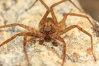 male A. immaculatus