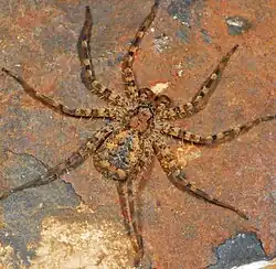 male A. lawrencei