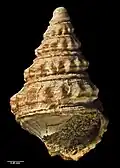 Type specimen (holotype of Aoteadrillia thomsoni)