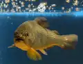 Apache trout