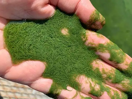 A hand holding dense clumps of Aphanizomenon flos-aquae in water
