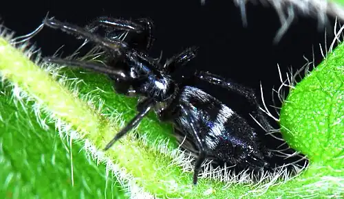 female A. inornata