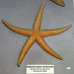 Photograph of an Aphelasterias japonica