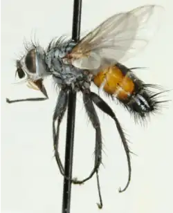 Aphria longirostris specimen