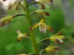 Flower detail