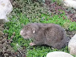 Gray beaver