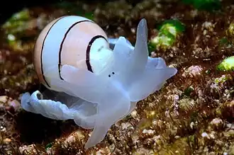 Hydatina amplustre