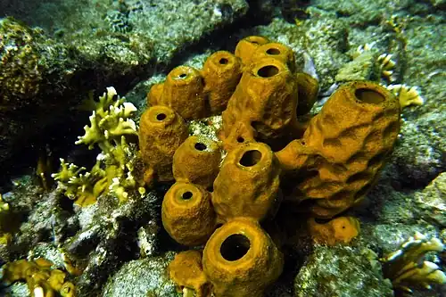 Aplysina fistularis