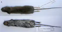 Dead brown mouse