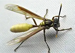 Apoica (Apoica) pallens in Panama