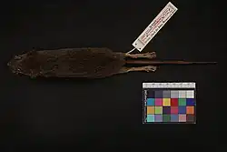 Dead brown mouse