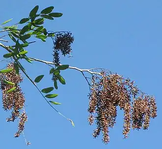Apoplanesia paniculata fruiting infloresence