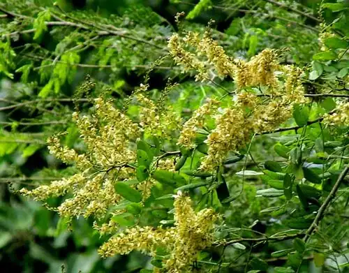 Apoplanesia paniculata flowering infloresence