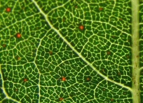 Apoplanesia paniculata reddish epidermal glands on leaf