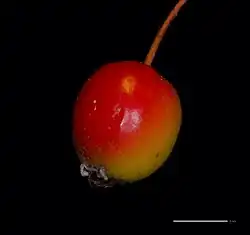 M.&nbsp;florentina fruit