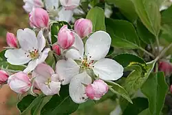 Apple tree blossoms (Malus domestica)