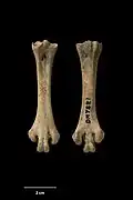 Bones of A. rowi, found in Martinborough