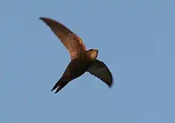 Pallid swift, Tarifa