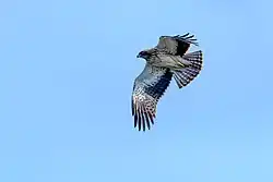 Booted eagle, Riserva naturale San Cataldo, Apulia