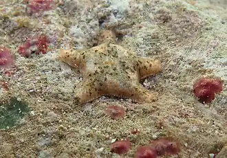 Probable Aquilonastra samyni in Réunion island.