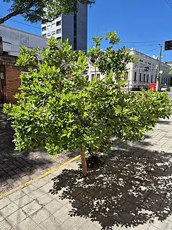 Tree in Bagé, Brazil
