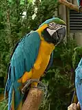 A blue and yellow macaw in Everland