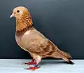 Arabian Trumpeter Brown Atlas