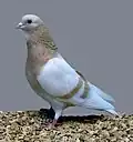 Arabian Trumpeter Cream Barred