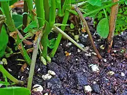 Pegs growing into the soil. The buried tip of the peg develops into a fruit.