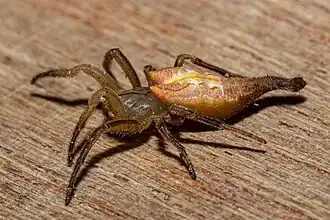 A. feredayi