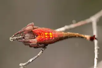 A. higginsi