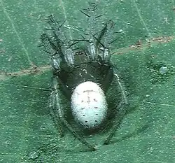 male A. amabilis