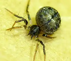 A. acuminatus
