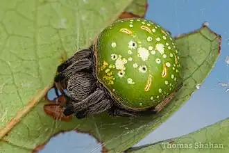Female from Mozambique