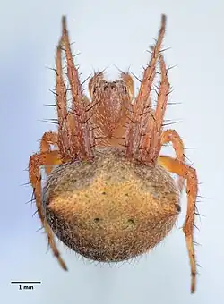 A. bispinosus