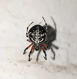 A. granadensis