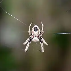female