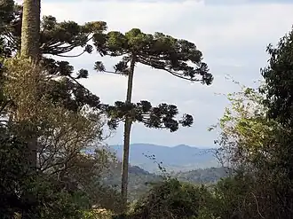 Araucária