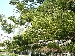 Branches and foliage in Barcelona, Spain