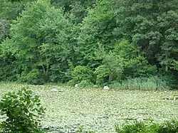 The lily pond surrounded by grass.
