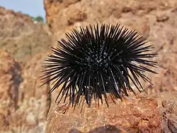Arbacia lixula