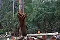 A crew of arborists felling a tree in sections at Kallista, Victoria