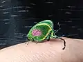 Arcas ducalis, Brasil